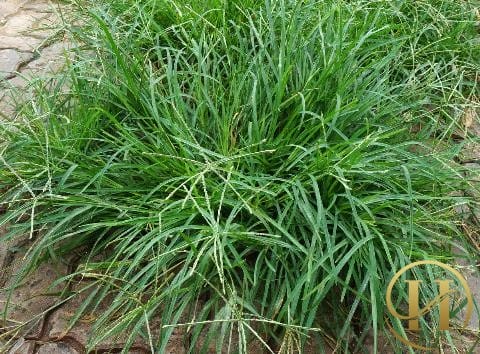 Bất ngờ với hiệu quả trị nám bằng cây cỏ