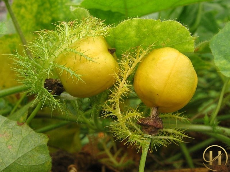 Bất ngờ với hiệu quả trị nám bằng cây cỏ