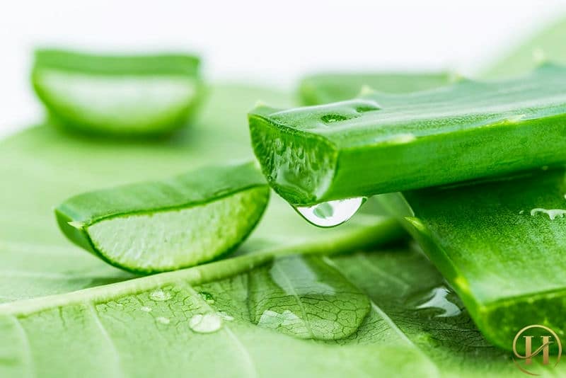 trị rạn da bằng nha đam