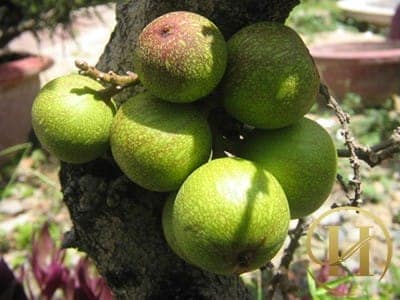 Nhựa sung có tác dụng trị mụn thịt an toàn