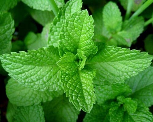 Bí quyết đẩy lùi hôi nách bằng bạc hà