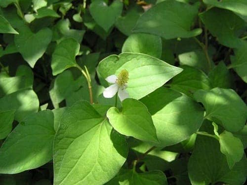 Giảm béo bằng rau diếp cá