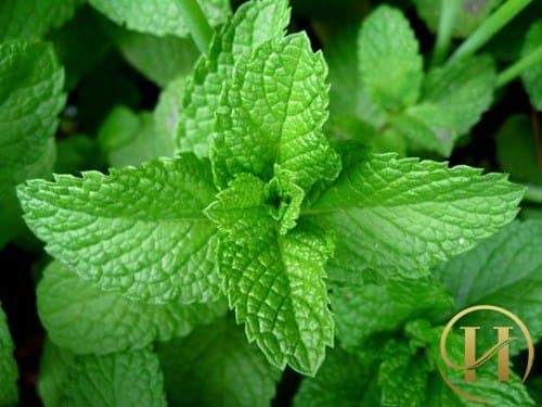 Trị mụn thịt đơn giản với lá bạc hà