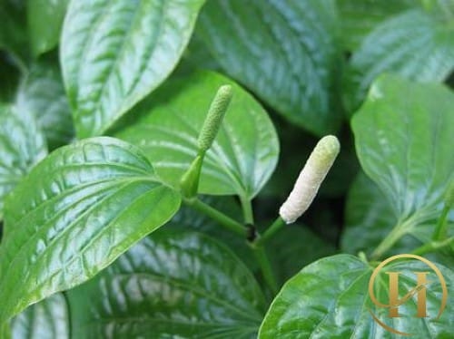 Bí quyết trị hôi nách bằng lá lốt