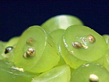 Hạt nho giúp làm trắng da, trị thâm cực nhạy