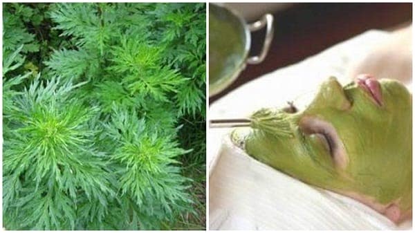 Ngải cứu – thần dược làm trắng da, không lo bắt nắng