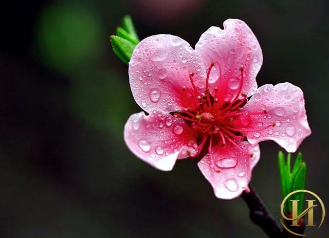 hoa đào làm trắng da