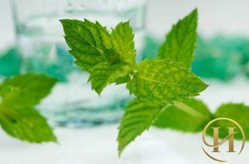 Lá bạc hà trị bọng mắt