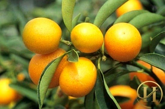 làm trắng da