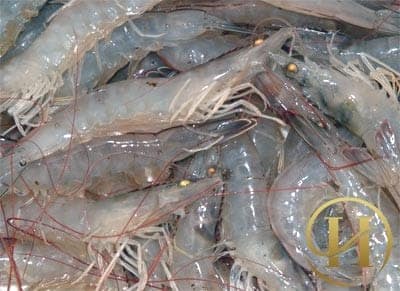 Mẹo xóa chàm bằng tôm đồng
