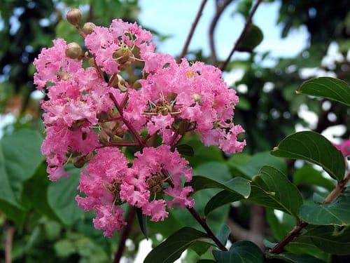 Bí quyết trị hôi nách hiệu quả cao với cây tường vi