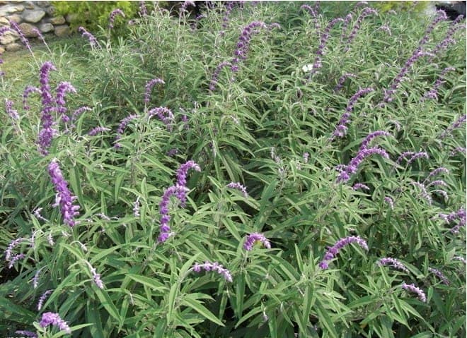 Trị hôi nách an toàn, tiết kiệm chi phí bằng cây xô thơm