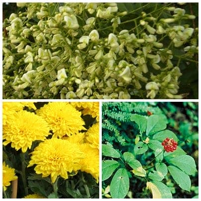  Bài thuốc giảm cân từ hoa hòe, hoa cúc