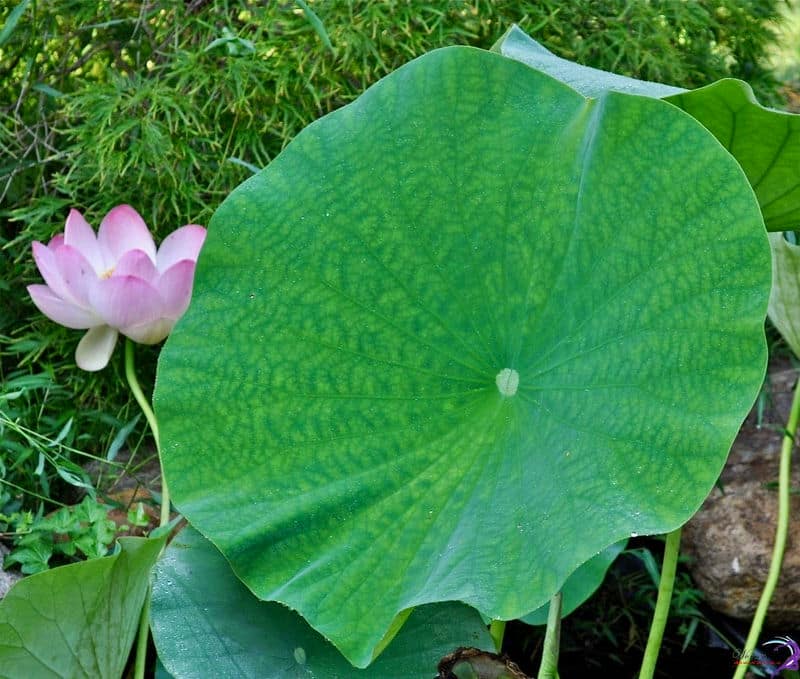 Bài thuốc giảm cân chế biến từ lá sen