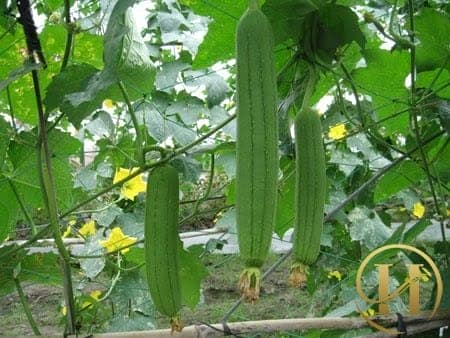 Mướp có rất nhiều công dụng cho sức khỏe và làm đẹp - Xóa bay nếp nhăn trên mặt với quả mướp