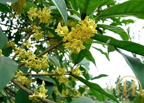 "Đánh bay" mùi hôi nách bằng thanh mộc hương