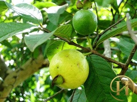 "Khử" mùi hôi nách, hôi miệng siêu tốc bằng lá ổi