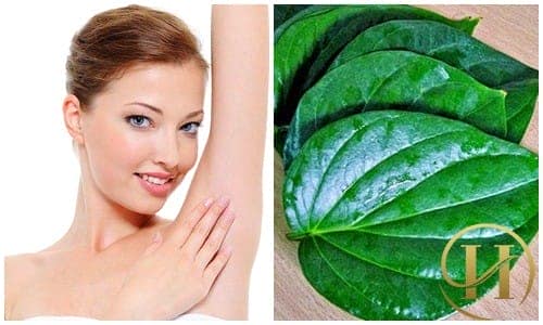 Dùng lá trầu không để khử mùi "viêm cánh"
