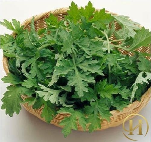 Dùng lá ngải cứu khô đun thành nước và uống hàng ngày