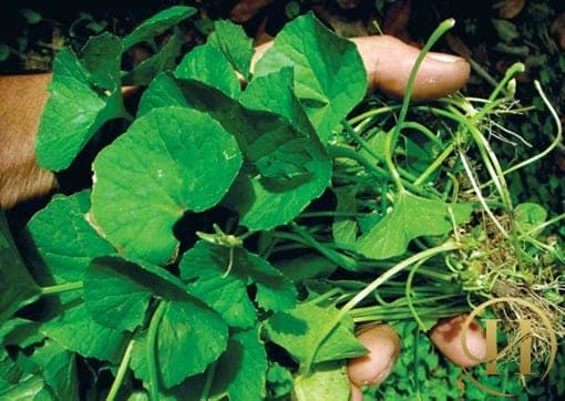 Rau má có rất nhiều công dụng cho sức khỏe và làm đẹp