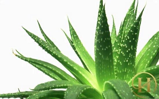 Giảm cân đơn giản với nha đam