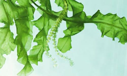 Trị nám bằng rong biển