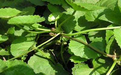 Bí quyết làm hồng nhũ hoa nhanh chóng bằng rau má