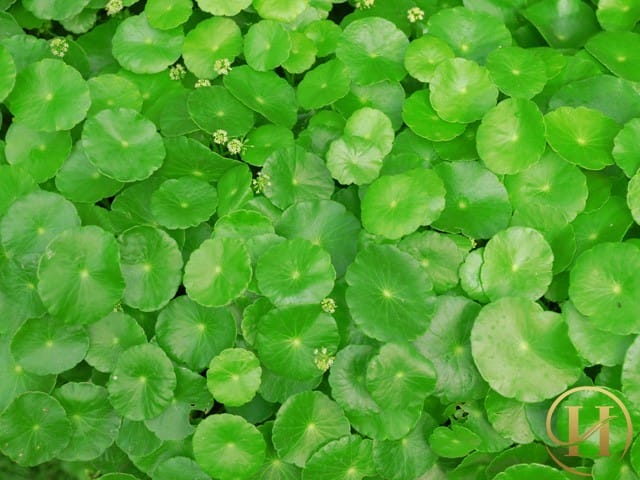 Cách khử mùi hôi nách thần kỳ từ rau má