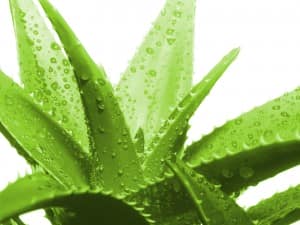 Aloe-Vera3