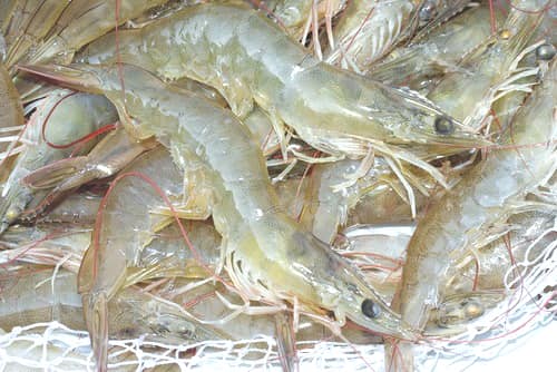Xoá chàm bằng tôm đồng và chanh tươi