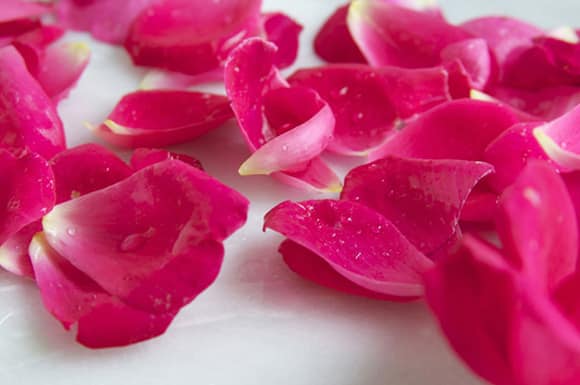 Hoa hồng không những trị da khô mà còn trị môi khô hiệu quả