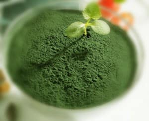 Tảo mặt trời- giải pháp cho vùng da bị nám