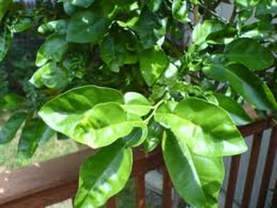 triệt lông bằng lá bưởi và tro bếp
