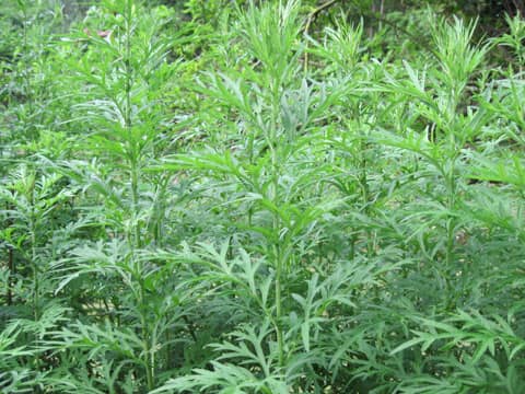 cach-xoa-seo-loi-bang-cac-phuong-phap-tu-nhien-hieu-qua1