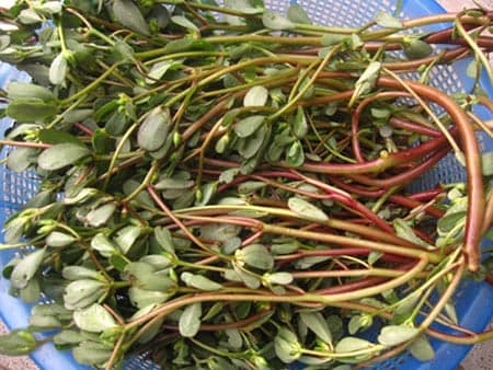 chong-lao-hoa-voi-rau-sam