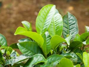 Tinh dầu trà xanh giúp trị nám da hiệu quả 