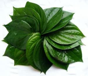 Làm mờ các vùng da bị nám với lá trầu không