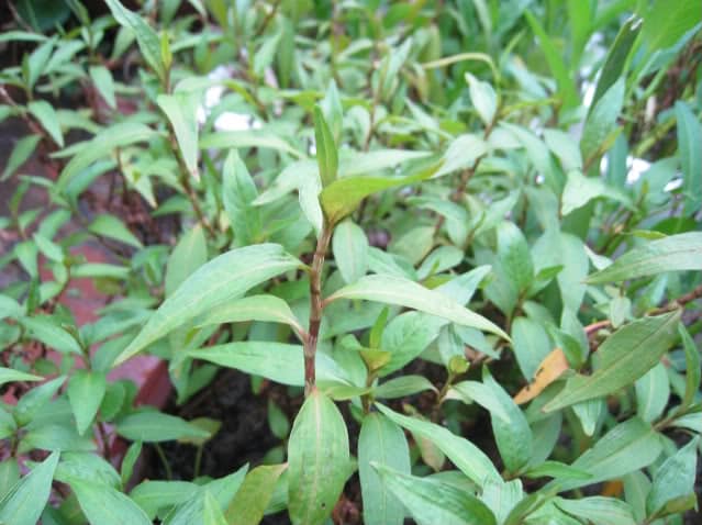 bat ngo voi kha nang thu nho lo chan long cua rau ram