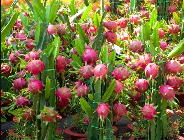 Quả thanh long giúp bạn chữa ho và giảm béo 1