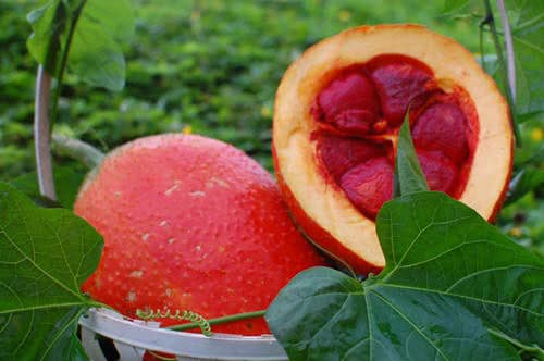 Cách trị da khô tại nhà với dầu gấc