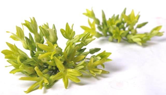 Hoa thiên lý có tác dụng giúp giảm cân hiệu quả