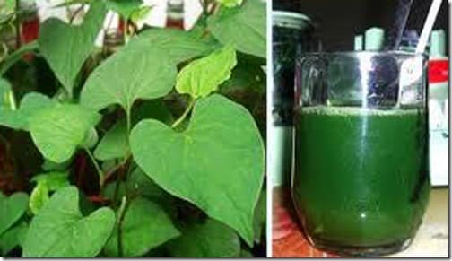 Bí quyết giảm mỡ bụng sau sinh với rau diếp cá 2