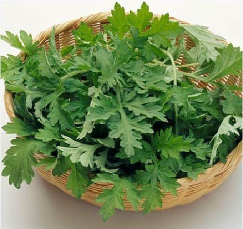 Ngải cứu còn giúp bạn điều trị da khô hiệu quả