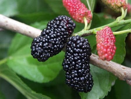 Dâu tằm giúp làm trắng và cho da hồng hào hơn
