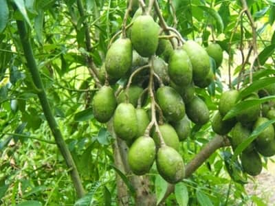 khong-lo-beo-bung-voi-mon-an-vat-qua-coc